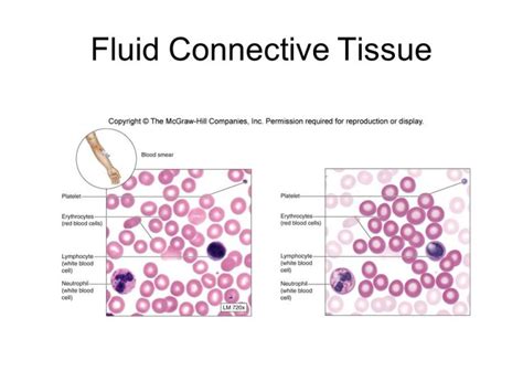 Connective tissue: characteristics, functions and types - Online ...