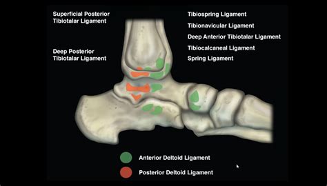 Deltoid Ligament