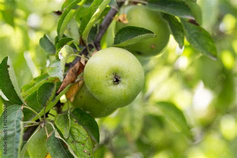 green apple on the tree Stock Photo | Adobe Stock