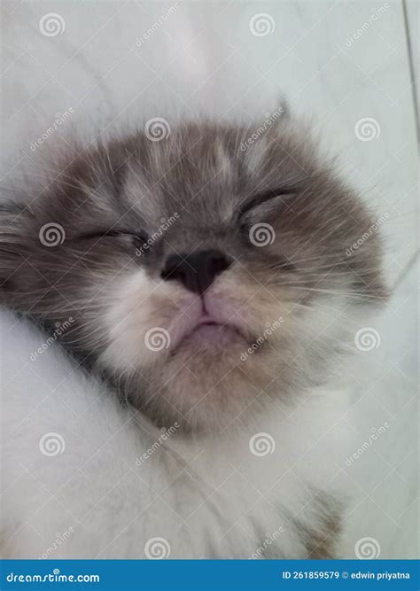 Sleeping baby cat. stock image. Image of baby, sleeping - 261859579