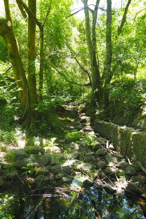 Bridle Trail at Reinhardt Redwood Regional Park - Lonely Hiker