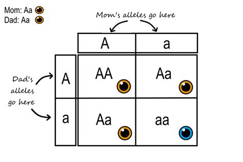 Genetic Disorder Punnett Square Worksheet