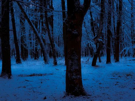 Dark Snowy Forest Images – Browse 32,229 Stock Photos, Vectors, and ...