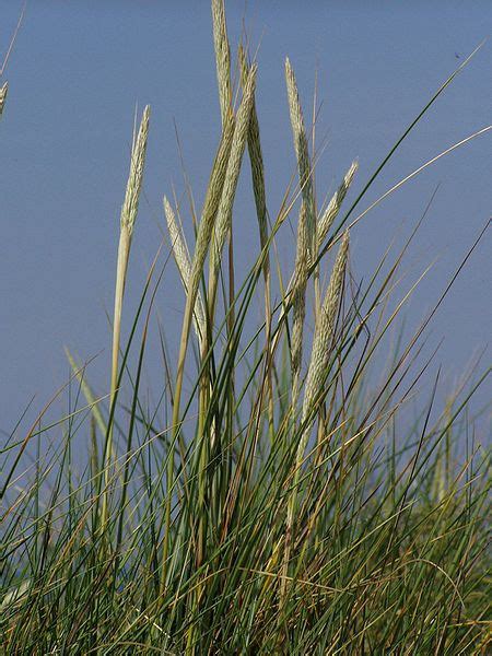 Ammophila arenaria - Alchetron, The Free Social Encyclopedia