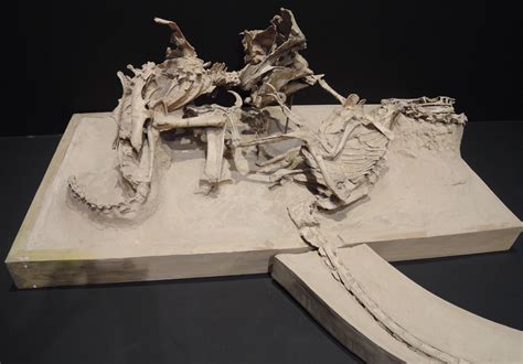 Brilliantly preserved fossil shows a Velociraptor and Protoceratops ...