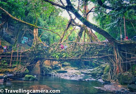 One Day Trip to Unbelievable Living Root Bridge of Mawlynnong ...