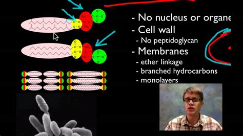 Archaea - YouTube