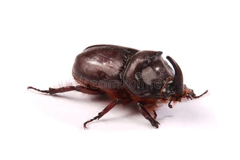 Rhinoceros Beetle Oryctes Nasicornis Stock Photo - Image of ...