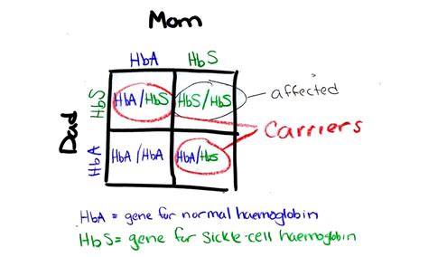 Genetic Diagram Punnett Square