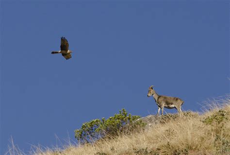 Threats and Conservation of the Nilgiri Tahr