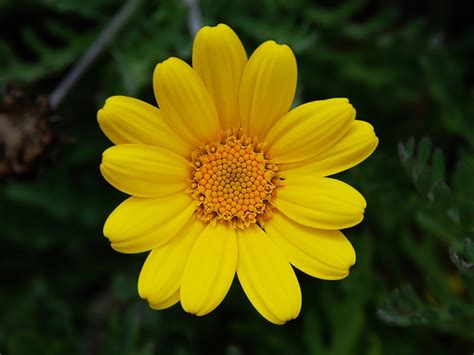 Flower Homes: Chamomile Flowers