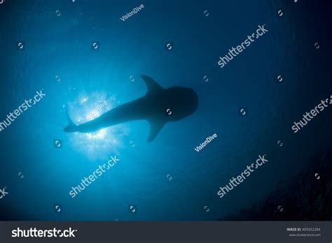 Whale Shark Outline: Over 7 Royalty-Free Licensable Stock Photos ...