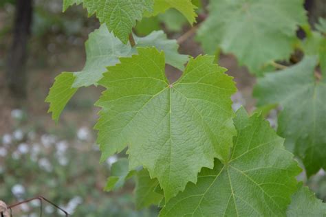 Grape Leaves in Winter Art & Collectibles Photography jan-takayama.com