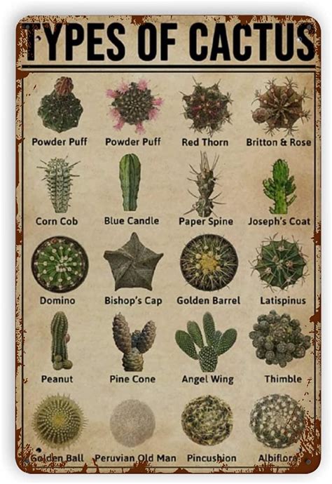 Discover Different Types of Cactus for Your Home and Garden