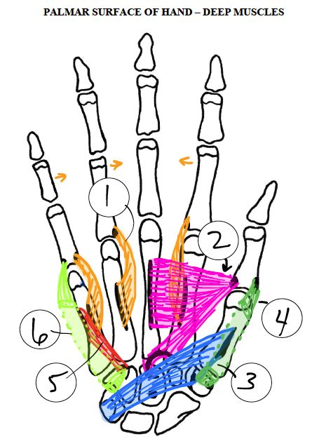 Palmar Surface of Hand (Deep Muscles) Diagram | Quizlet