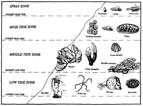 Intertidal Zone Biome