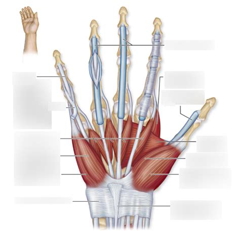 Palmar Hand Diagram | Quizlet