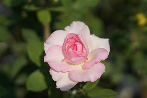 beautiful rose blooming in the sun 20203284 Stock Photo at Vecteezy