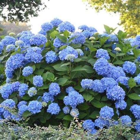 Hydrangea macrophylla Endless Summer® The Original® | Kiefer Nursery ...