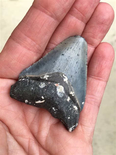 Megalodin shark tooth | Must Do Visitor Guides