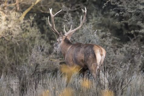 Red deer rut season, stock photo. Image of deer, harem - 233118758