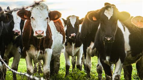 herd of cows - Seattle Mennonite Church