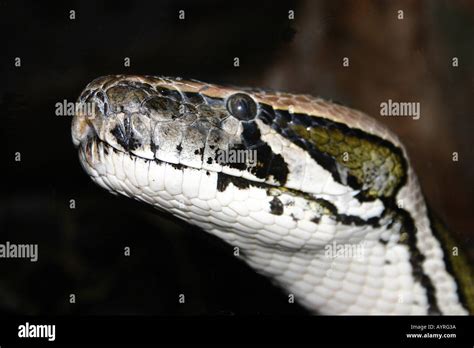 Burmese Python (Python molurus bivittatus Stock Photo - Alamy