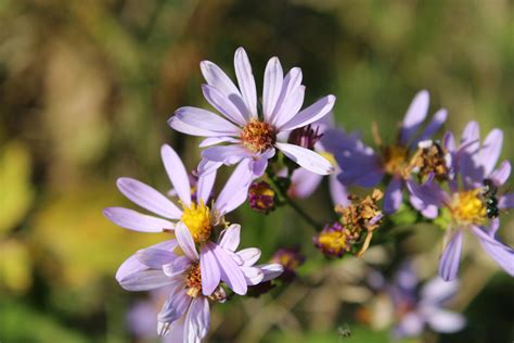 Selective Focus Photography of Flowers · Free Stock Photo