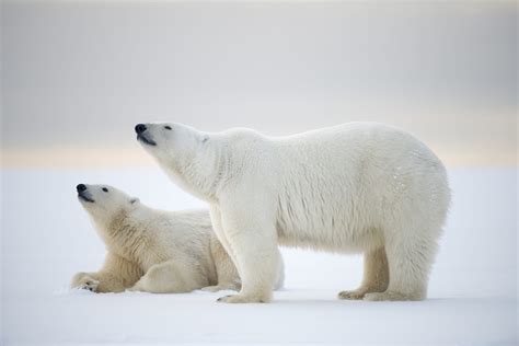 Polar bear - WWF Arctic