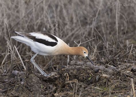 American Avocet Pair Beginning Their Nesting Activities – Feathered ...