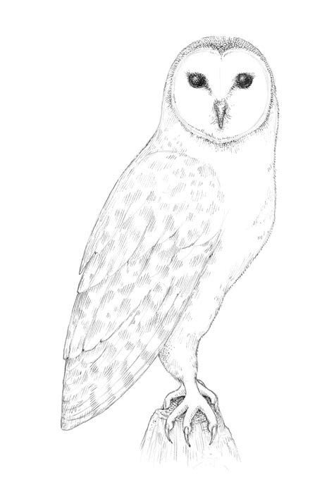 Owl Body Coloring Pages