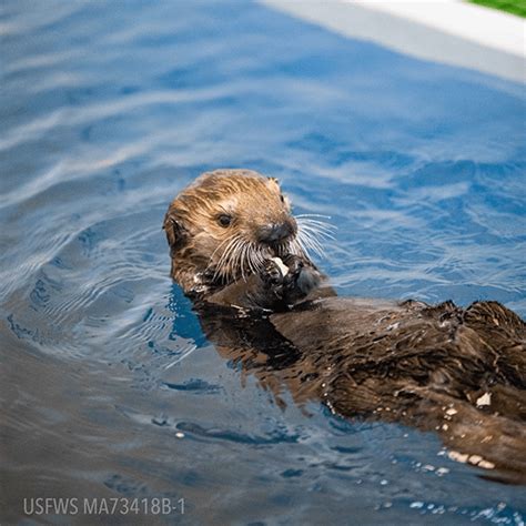 Rescued sea otter pup gets a snack : r/Otters