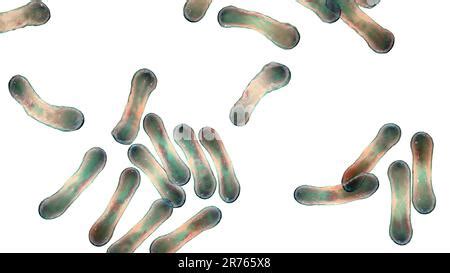 Corynebacterium diphtheriae, computer illustration. C. diphtheriae is a ...