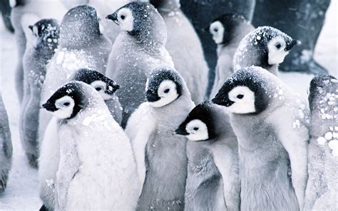 🔥 [40+] Baby Penguin Wallpapers | WallpaperSafari