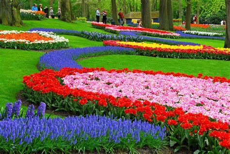 Holland Tulip Gardens HD Wallpapers | HD Nature Wallpapers