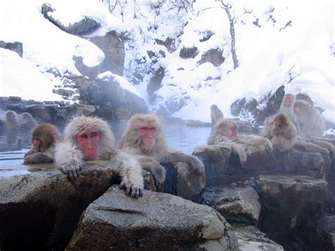 Picture of the Day: Snow Monkeys Lounging in Hot Springs » TwistedSifter