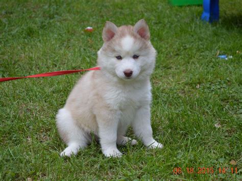 Snow Wooly Husky - Puppies For Sale