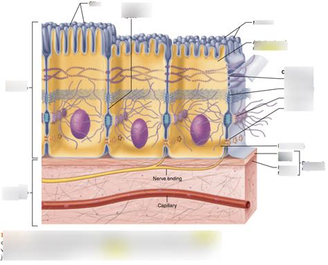 Epithelial Tissue Diagram | Quizlet