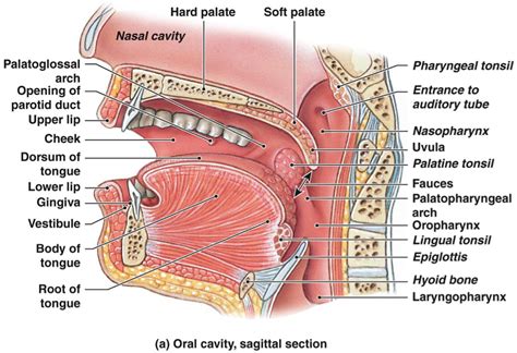 alveolar ridge anatomy - Google Search | Organos del cuerpo humano ...