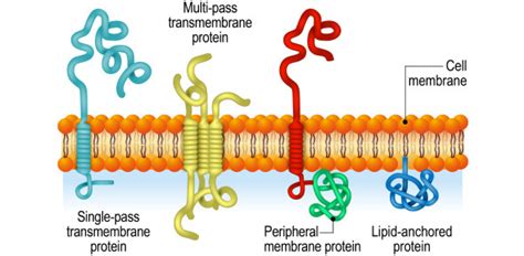 Structure of Integral and Peripheral Proteins Quiz | Attempts: 111 ...