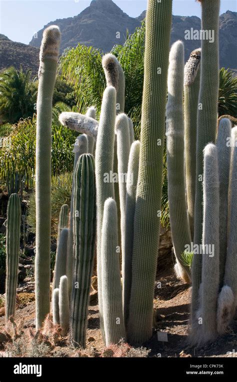 Tall Cactus High Resolution Stock Photography and Images - Alamy