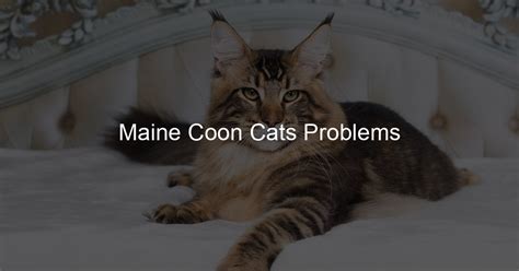 Maine Coon Cats Problems - My Big Cats