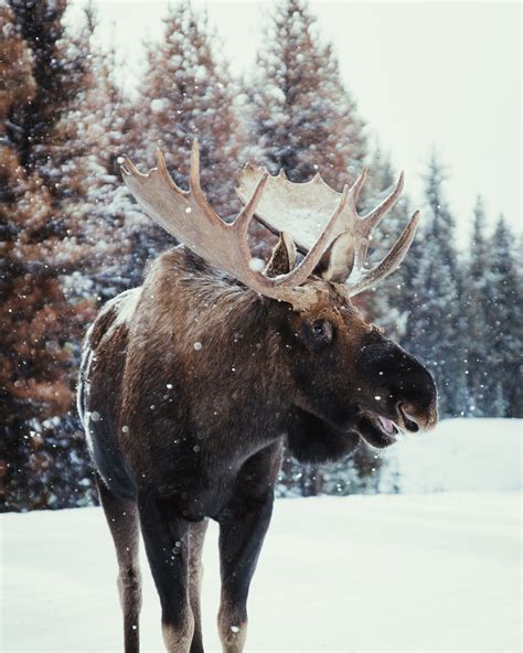 Smiling Moose | Kara OKeefe | MARKET