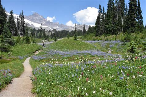 Paradise — Washington Trails Association