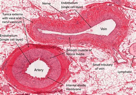 Pulmonary Artery Histology