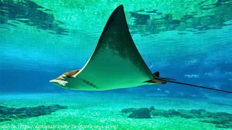 Do Manta Rays sting? Unmasking the truth of these Ocean Giants