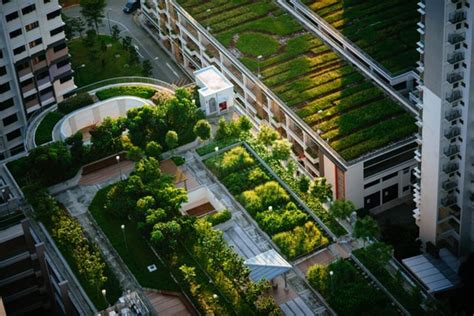 All You Need to Know About Green Roof Construction