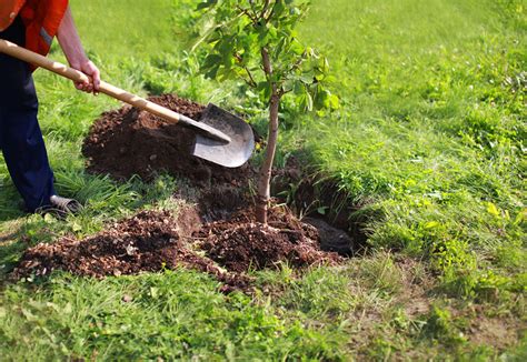 Plantar árboles contra el cambio climático - Fundación Aquae