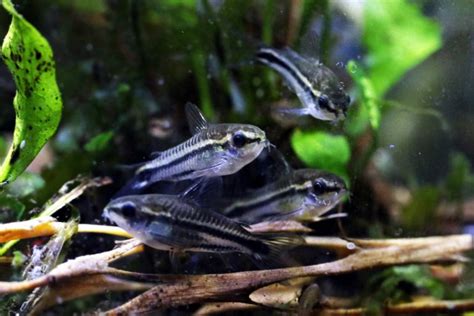 Pygmy Corydoras: The Complete Care And Breeding Guide - Fishkeepingfans.com