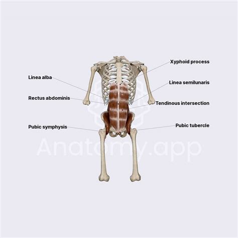 Rectus abdominis muscle | Obstetric anatomy | Organ Systems | Anatomy ...